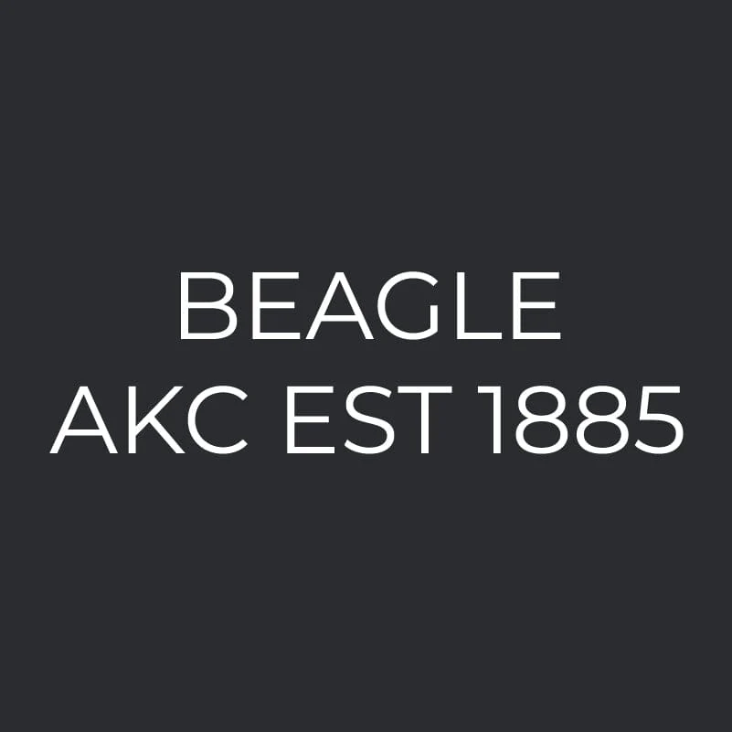 Beagle Embroidered AKC Women's Polo - Image 3