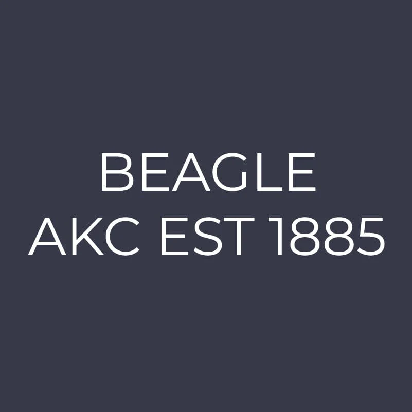 Beagle Embroidered AKC Women's Polo - Image 6