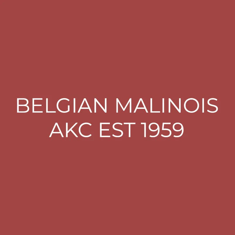 Belgian Malinois Embroidered AKC Quarter Zip - Image 12