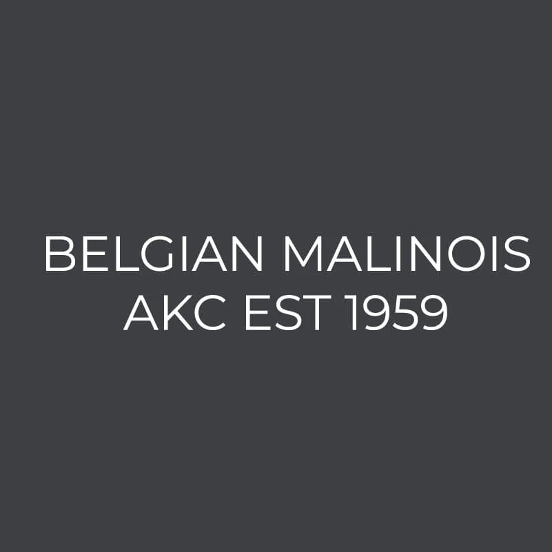 Belgian Malinois Embroidered AKC Women's Polo - Image 3