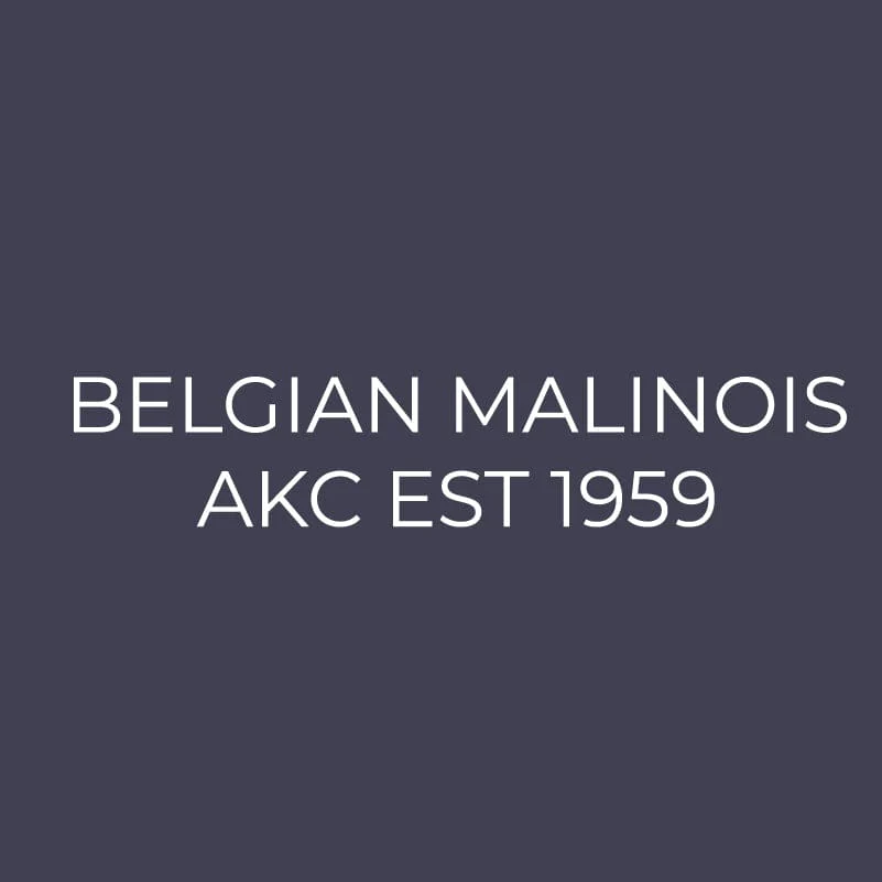 Belgian Malinois Embroidered AKC Men's Polo - Image 3