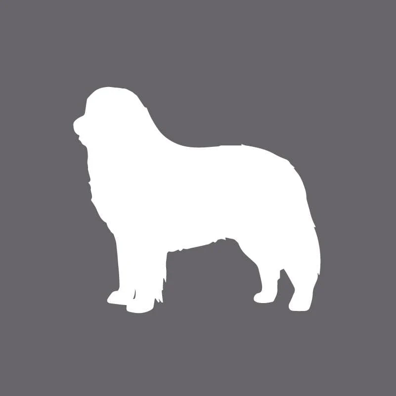 Bernese Mountain Dog Embroidered AKC Men's Polo - Image 2