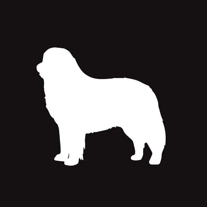 Bernese Mountain Dog Embroidered AKC Men's Polo - Image 6