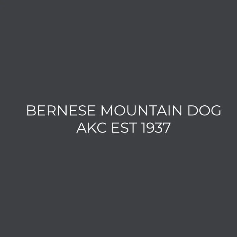 Bernese Mountain Dog Embroidered AKC Women's Polo - Image 3