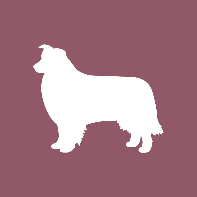 Border Collie - Beanie - Image 6
