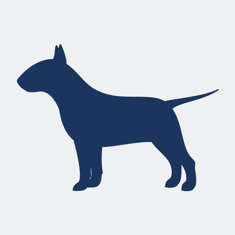 Bull Terrier  Embroidered AKC Women's Polo - Image 7