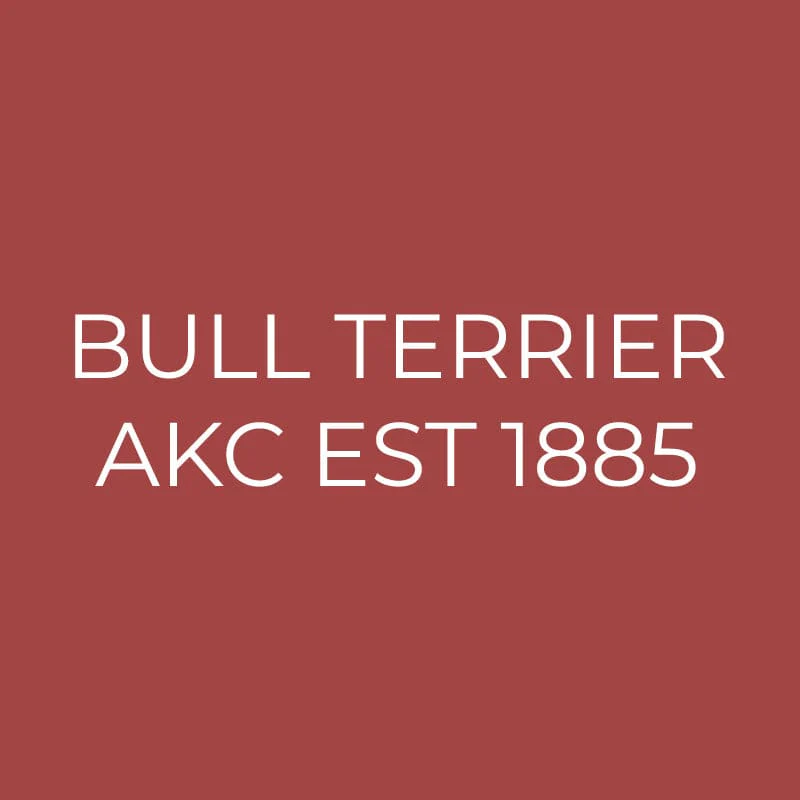 Bull Terrier Embroidered AKC Quarter Zip - Image 14