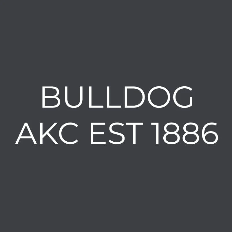 Bulldog Embroidered AKC Women's Polo - Image 3