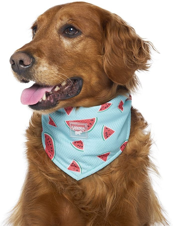 Canada Pooch Cooling Dog Bandana, Watermelon - Image 2