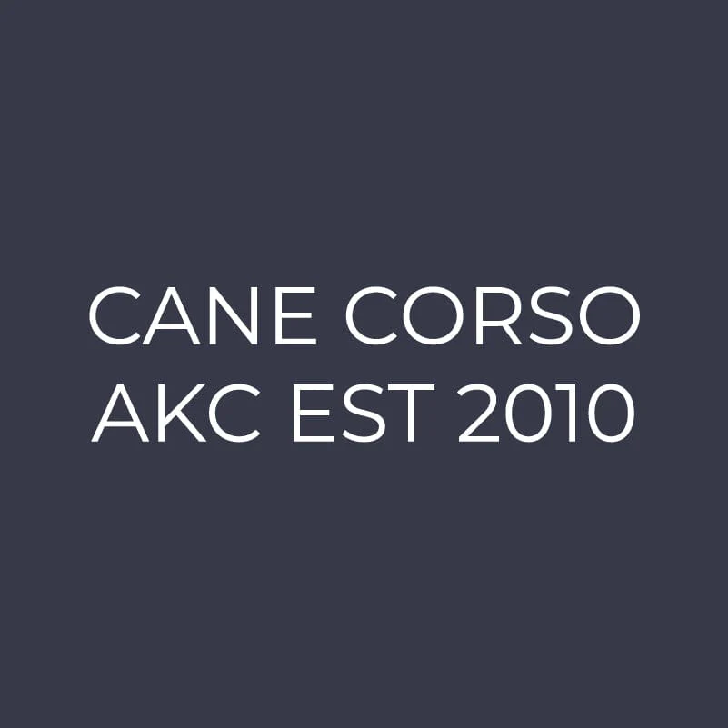 Cane Corso Embroidered AKC Women's Polo - Image 2