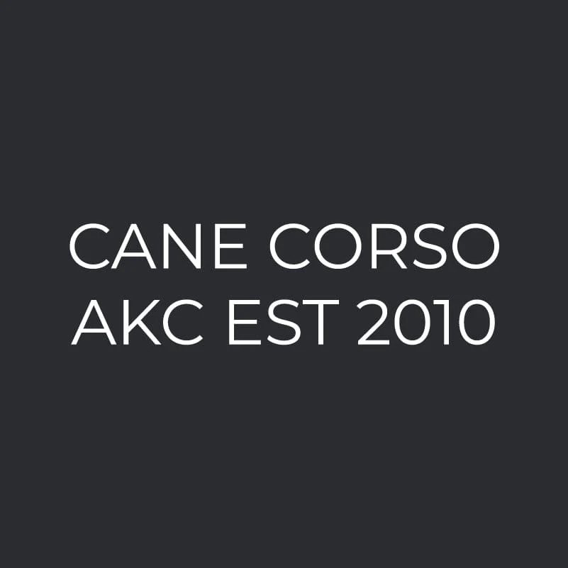 Cane Corso Embroidered AKC Women's Polo - Image 3