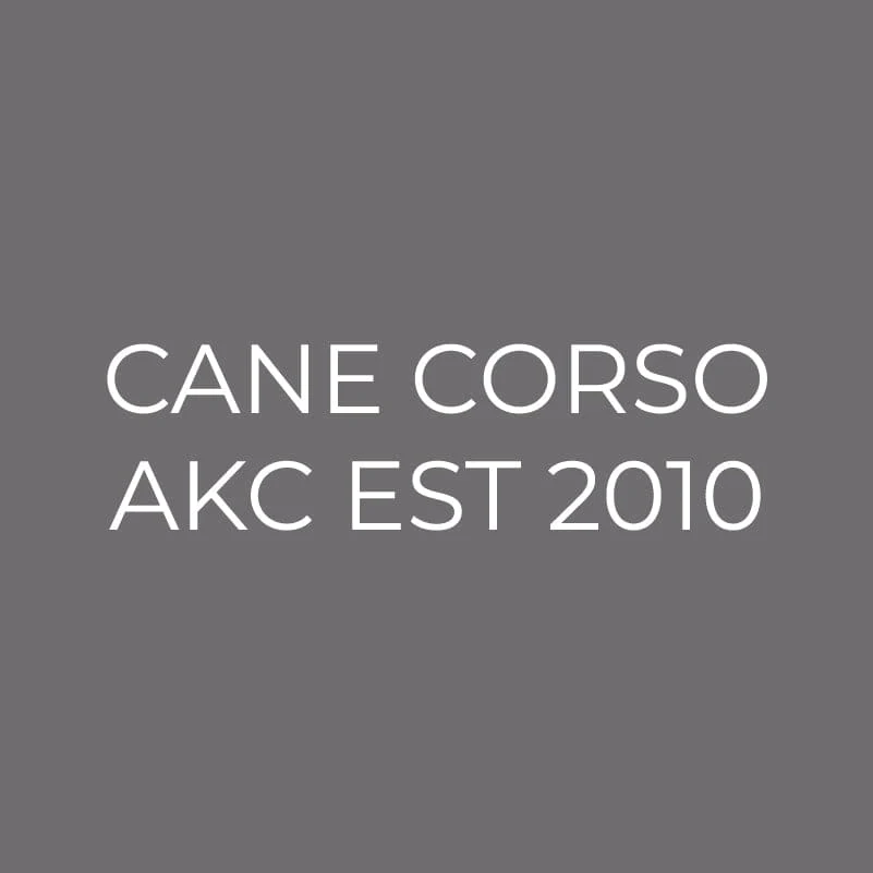 Cane Corso  Embroidered AKC Men's Polo - Image 3