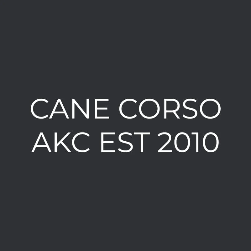 Cane Corso  Embroidered AKC Men's Polo - Image 6