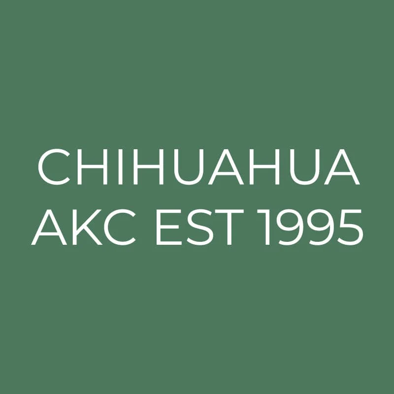 Chihuahua Embroidered AKC Quarter Zip - Image 2