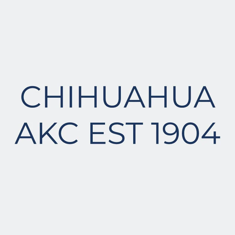 Chihuahua Embroidered AKC Women's Polo - Image 3