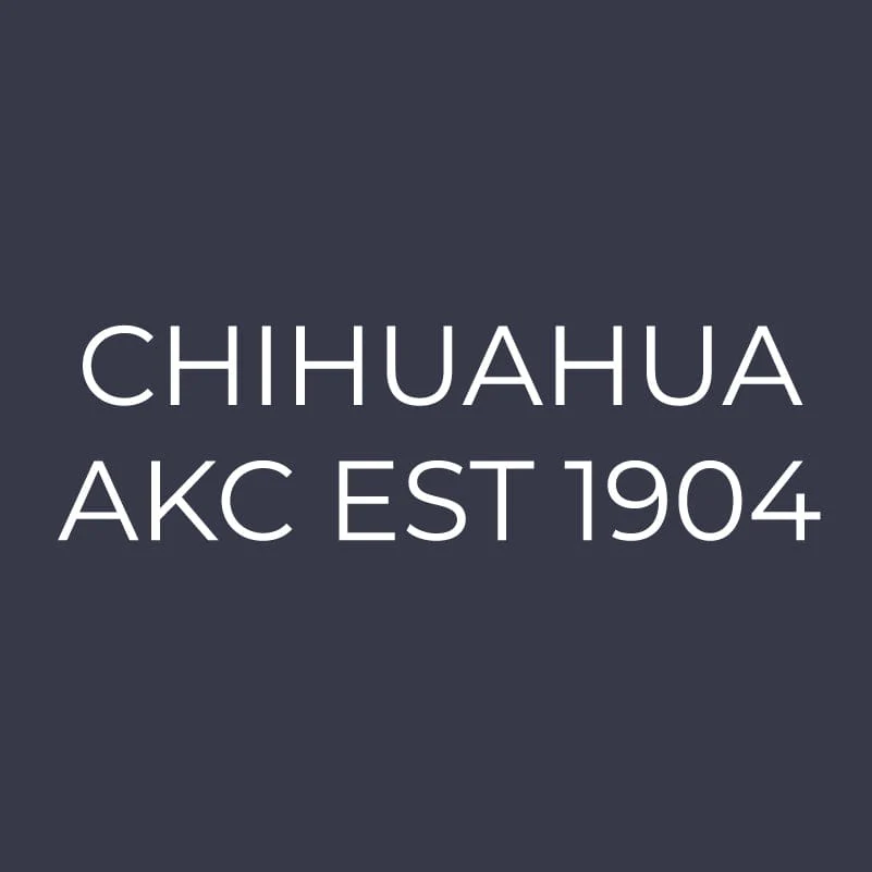 Chihuahua Embroidered AKC Women's Polo - Image 9