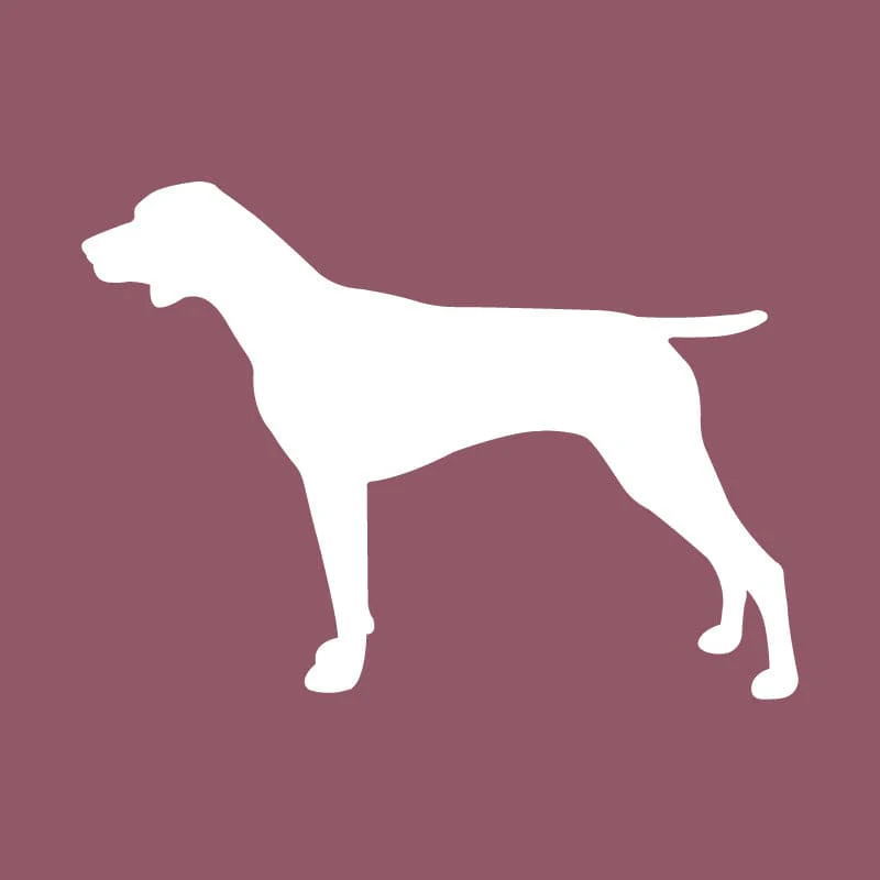 German Shorthair Pointer - Beanie - Image 4