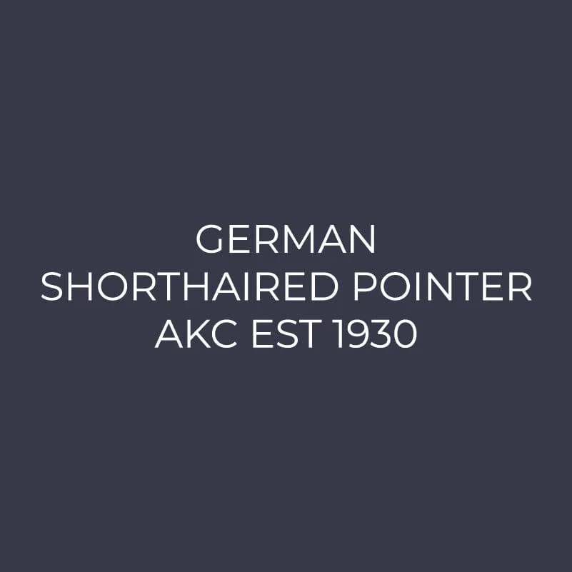 German Shorthaired Pointer Embroidered AKC Women's Polo - Image 2