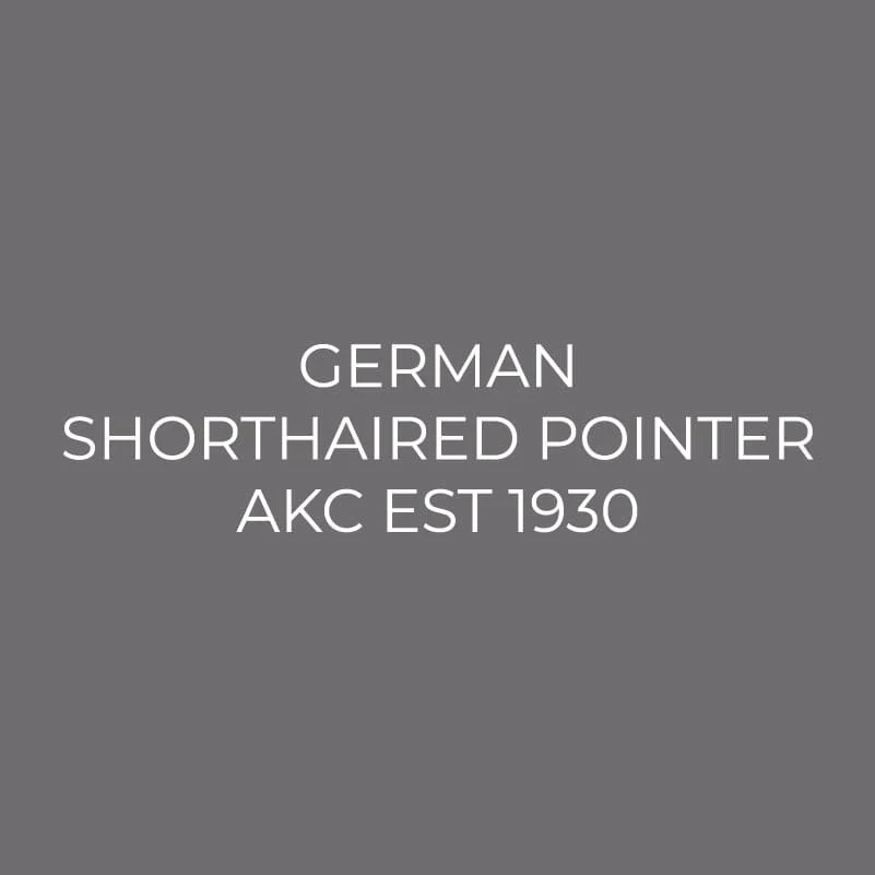 German Shorthaired Pointer Embroidered AKC Men's Polo - Image 6