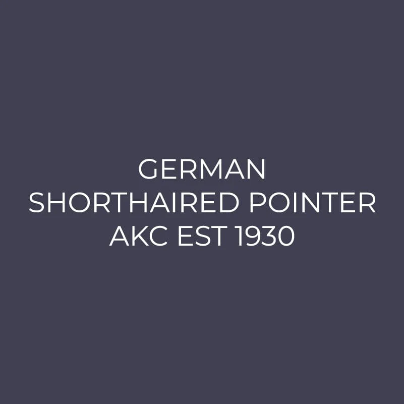 German Shorthaired Pointer Embroidered AKC Men's Polo - Image 9