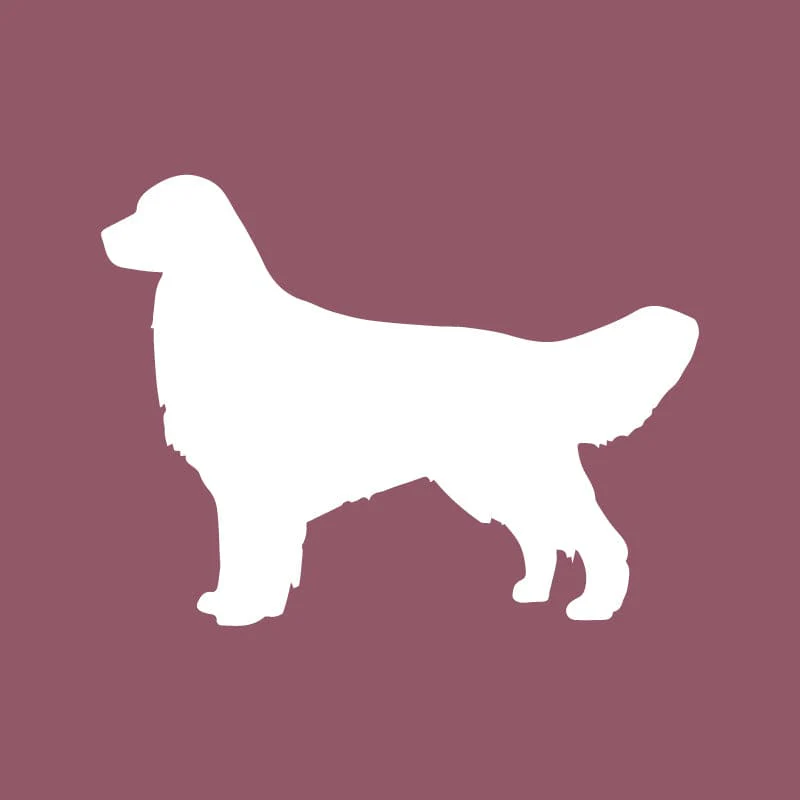 Golden Retriever - Beanie - Image 2