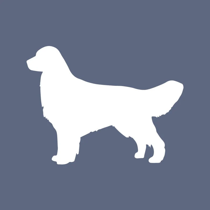 Golden Retriever - Beanie - Image 4