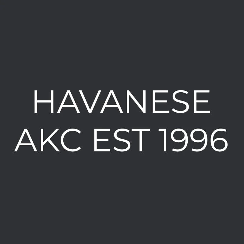 Havanese Embroidered AKC Men's Polo - Image 3