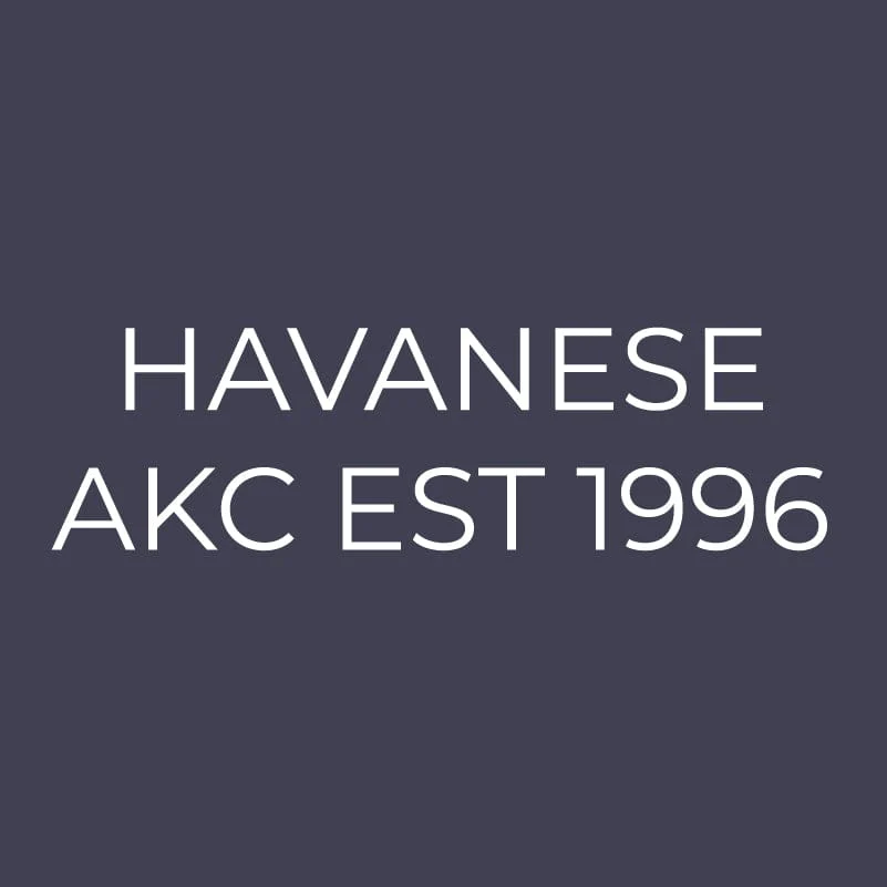 Havanese Embroidered AKC Men's Polo - Image 9
