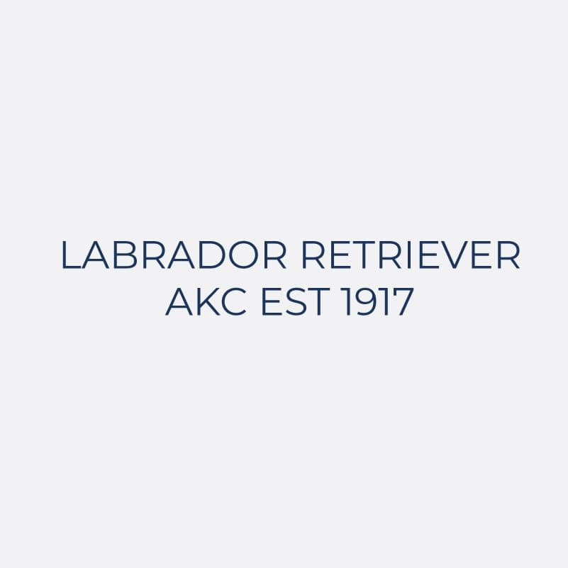 Labrador Retriever Embroidered AKC Women's Polo - Image 9