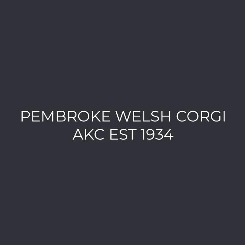 Pembroke Welsh Corgi Embroidered AKC Men's Polo - Image 3