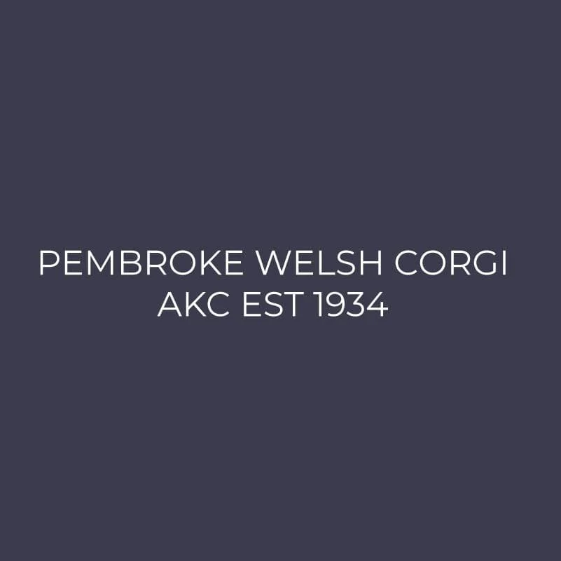 Pembroke Welsh Corgi Embroidered AKC Men's Polo - Image 9