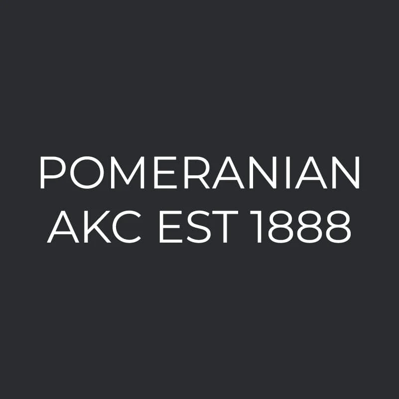 Pomeranian Embroidered AKC Women's Polo - Image 3