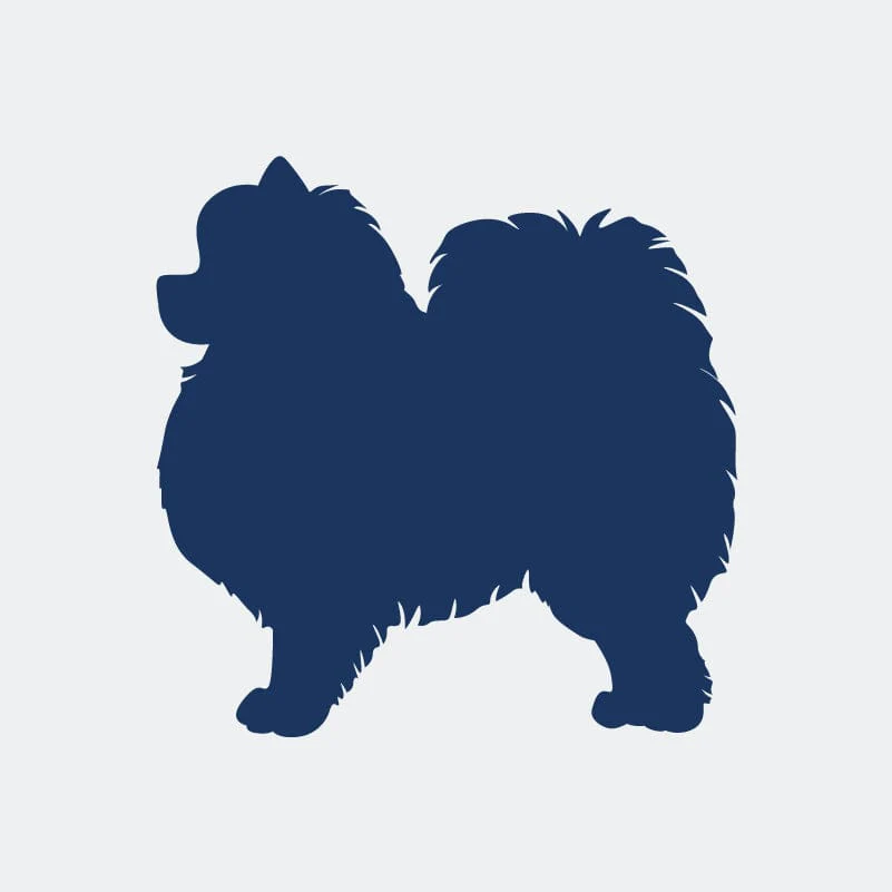 Pomeranian Embroidered AKC Women's Polo - Image 4