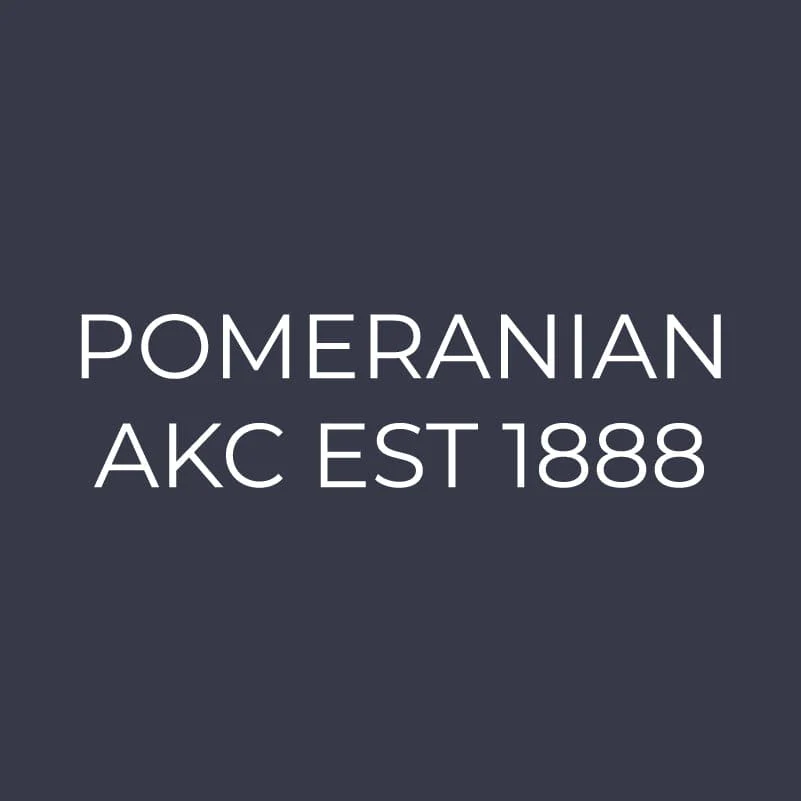 Pomeranian Embroidered AKC Women's Polo - Image 9