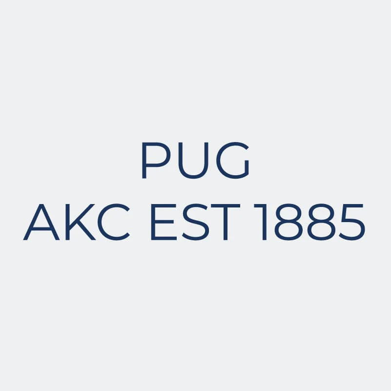 Pug Embroidered AKC Women's Polo - Image 3