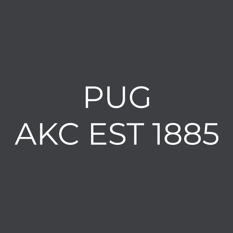 Pug Embroidered AKC Women's Polo - Image 6