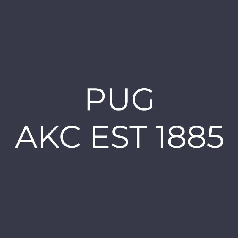 Pug Embroidered AKC Women's Polo - Image 9