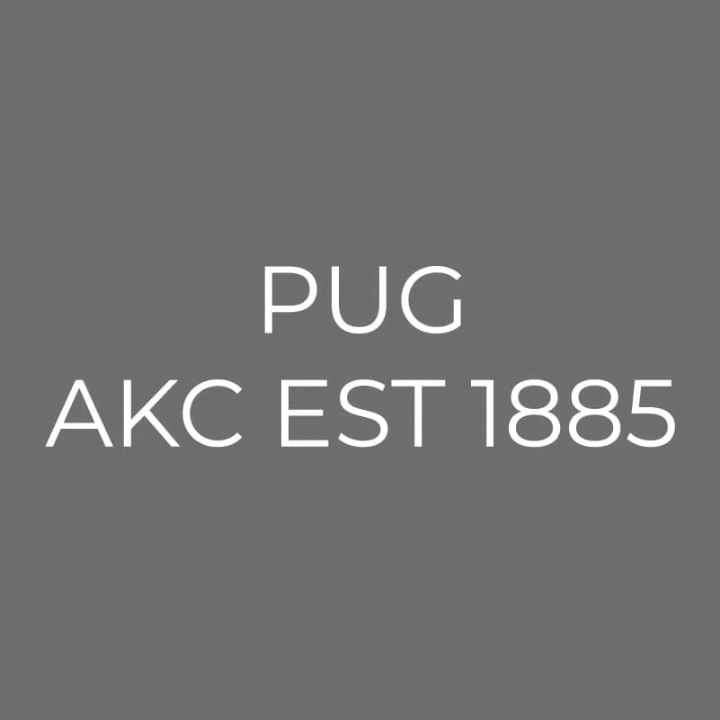 Pug Embroidered AKC Men's Polo - Image 6