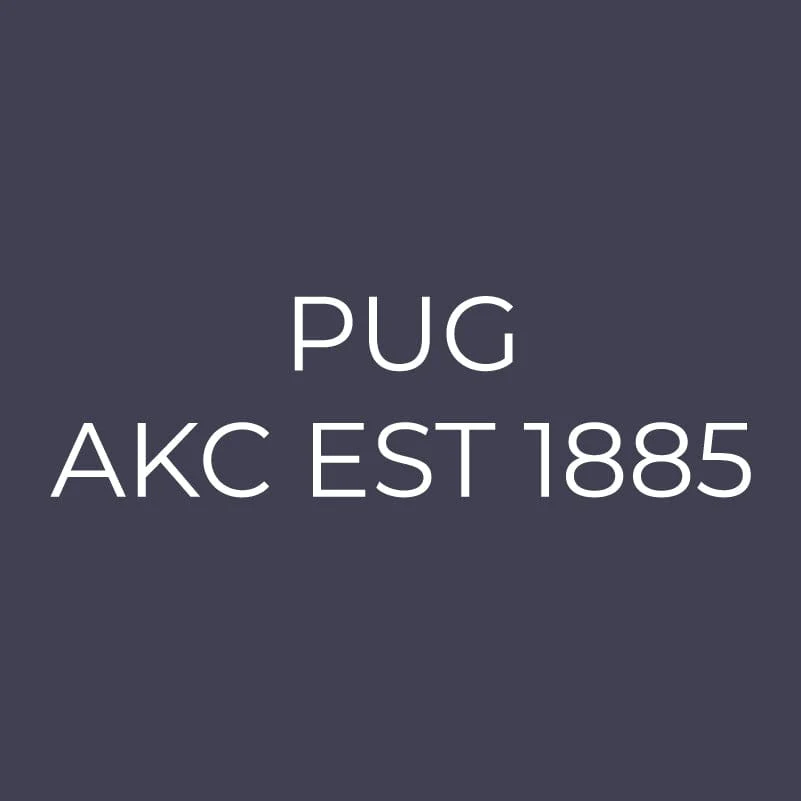 Pug Embroidered AKC Men's Polo - Image 9
