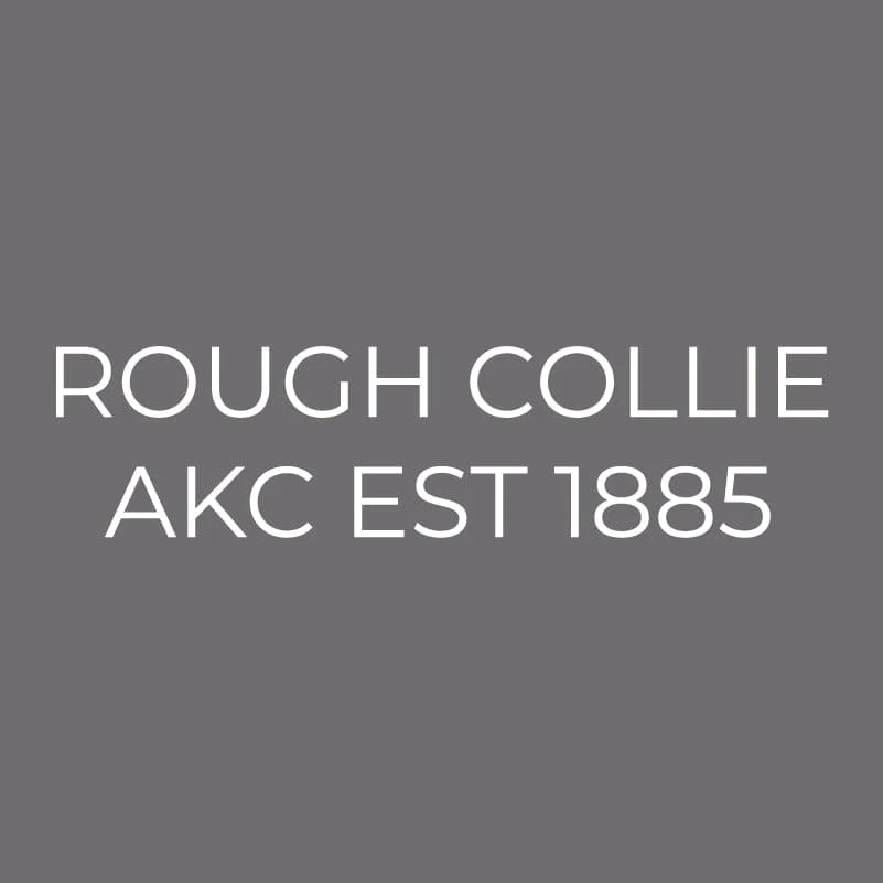 Rough Collie Embroidered AKC Men's Polo - Image 3