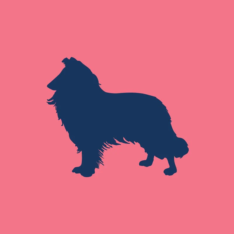 Rough Collie Toddler Full Zip Sweatshirt - Image 6