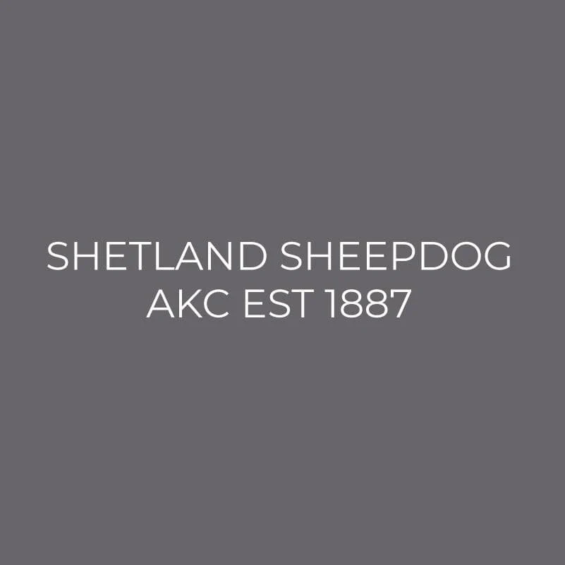 Shetland Sheepdog Embroidered AKC Men's Polo - Image 3