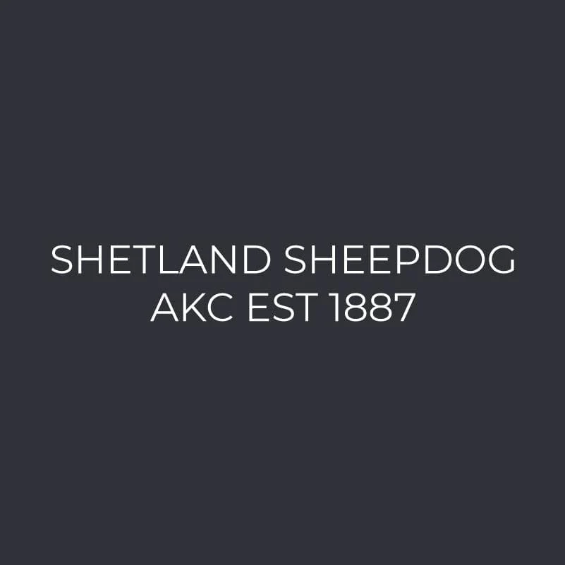 Shetland Sheepdog Embroidered AKC Men's Polo - Image 6