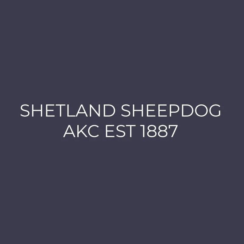 Shetland Sheepdog Embroidered AKC Men's Polo - Image 9