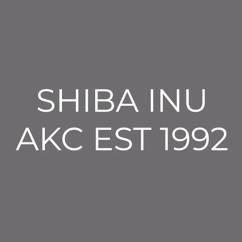 Shiba Inu Embroidered AKC Men's Polo - Image 3