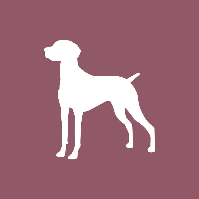 Vizsla - Beanie - Image 6