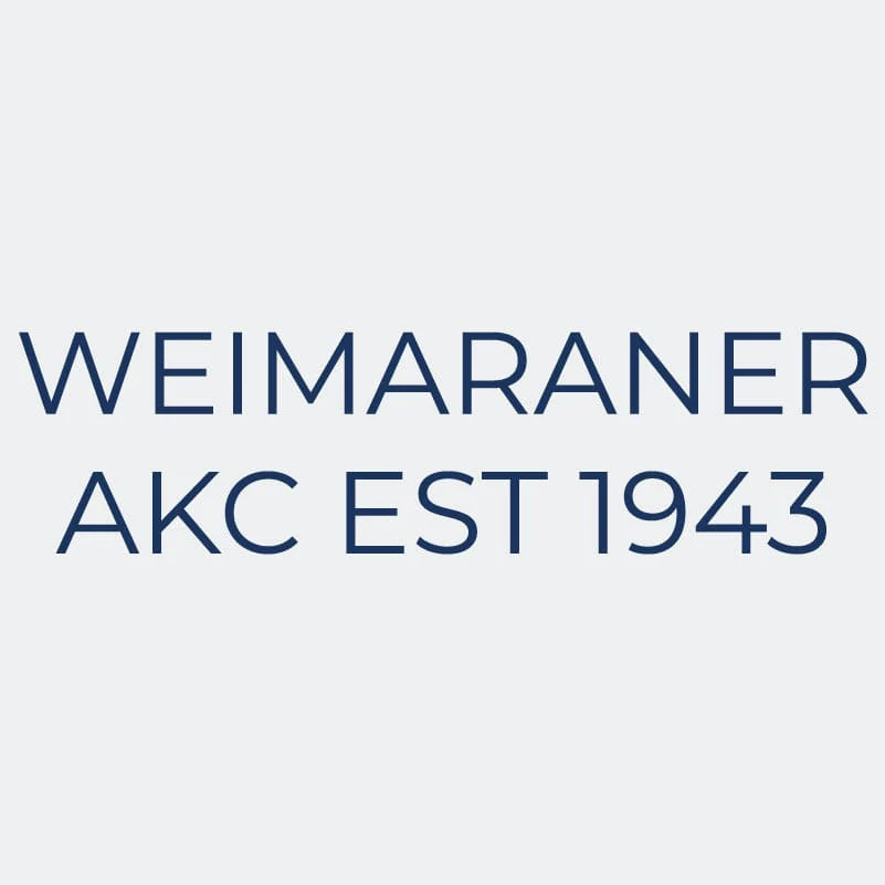 Weimaraner  Embroidered AKC Women's Polo - Image 8