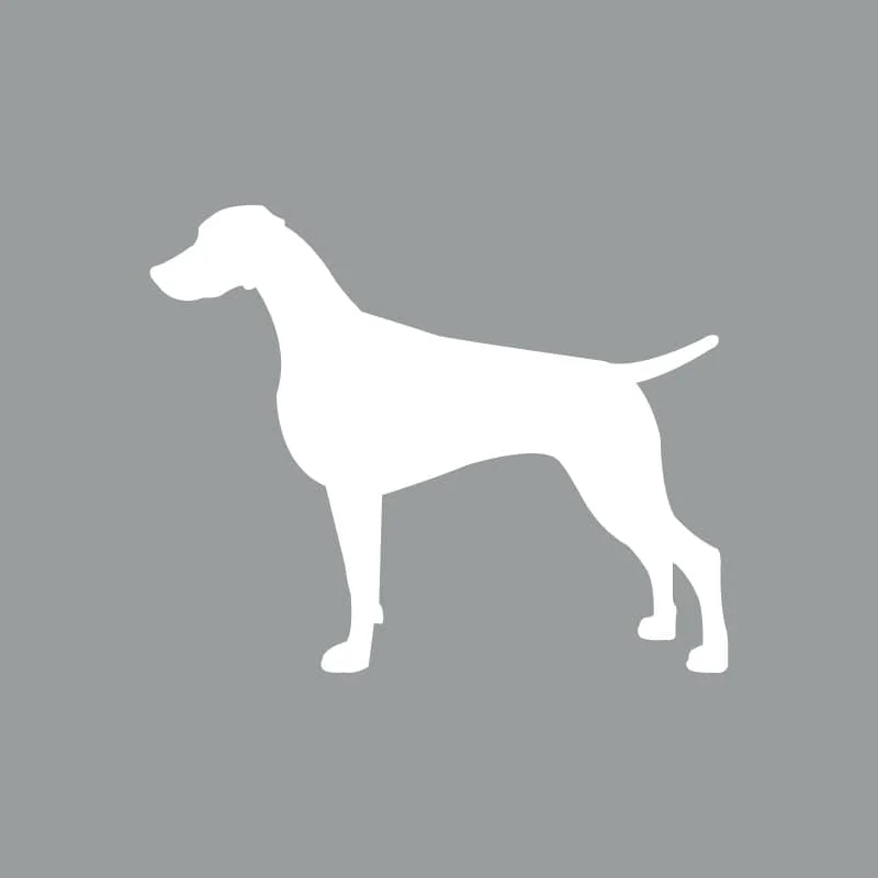 Weimaraner - Beanie - Image 4