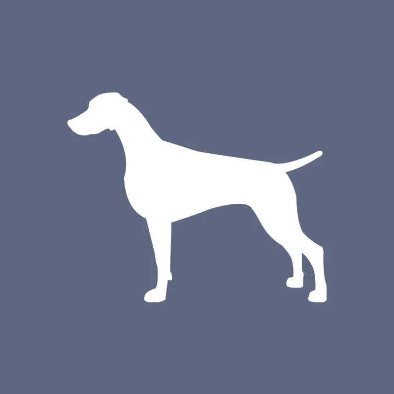 Weimaraner - Beanie - Image 5
